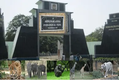 Arignar Anna Zoological park