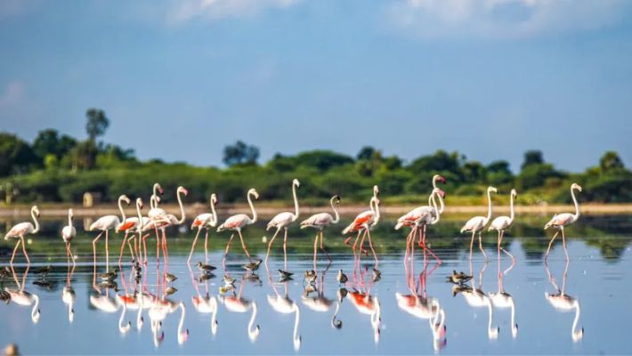 Pulicat Lake
